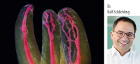 Moderne endodontische Behandlungskonzepte – ein Update